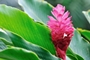 Ginger-Flower