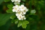 Hawthorn