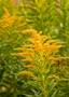 Goldenrod