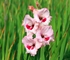 Gladiolus