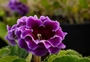 Gloxinia