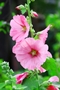 Hollyhock