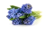 Hyacinth