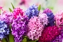 Hyacinth