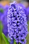 Hyacinth