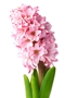 Hyacinth