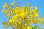 Laburnum