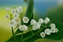 Lily-Of-The-Valley