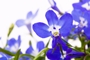 lobelia