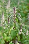 Motherwort