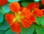 Nasturtium