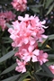 Oleander