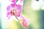 orchid