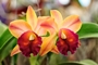 orchid-cattleya