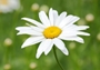 Oxeye