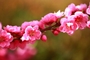 Peach-Blossom