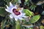 Passion-Flower