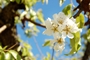 Pear-Blossom