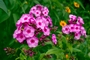 Phlox