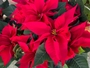 Poinsettia