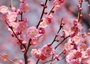 Plum-Blossom