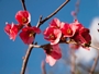 Quince-Blossom