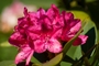 Rhododendron