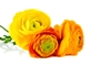 ranunculus