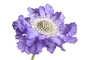 Scabious