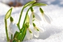 Snowdrop