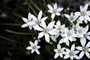 Star-of-Bethlehem