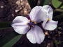 Spiderwort