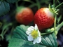 Strawberry-Flower