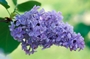 Syringa