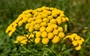 Tansy