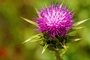 Thistle