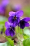 Violets