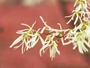 Witch-Hazel