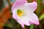 Zephyranthes1