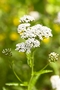 yarrow