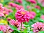 zinnia