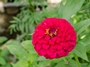 zinnia