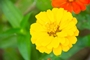 Zinnia