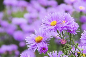 Aster