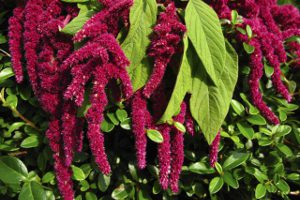 Amaranth