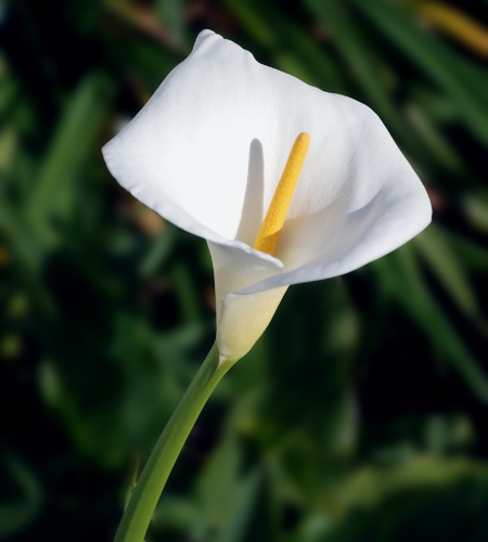 Calla Lily for Wedding