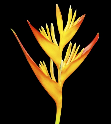 Bird of Paradise for Floral Arrangements