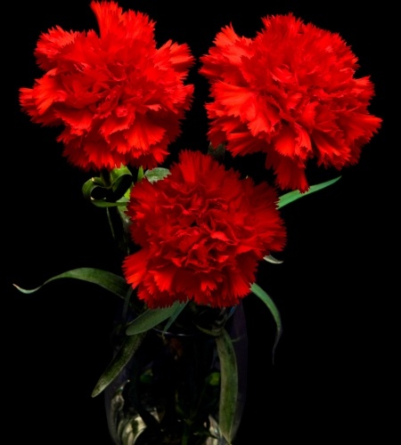 Red Carnations for Wedding