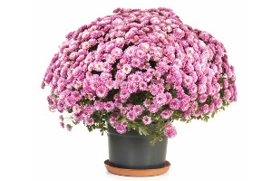 Chrysanthemum