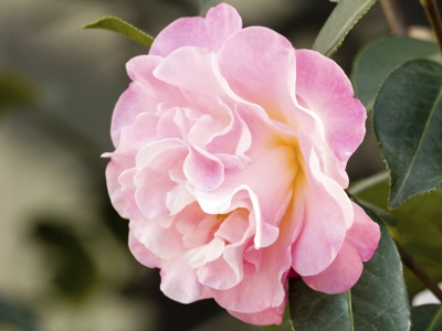 Blooming Camellia Flower for Wedding